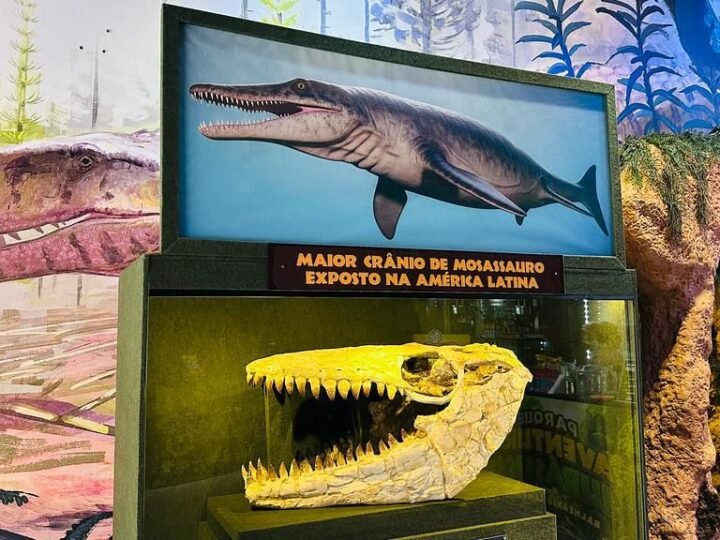 Dia Internacional dos Museus: acervo em parque temático de dinossauro em SC reúne fósseis raros e investe em experiências imersivas