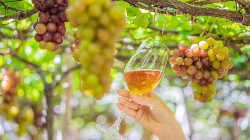 Vinho brasileiro ganha aplicativo com roteiros e vinícolas