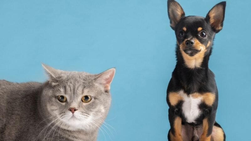 Viagem internacional para os Estados Unidos exige planejamento diferente para cães e gatos; saiba regras e prazos