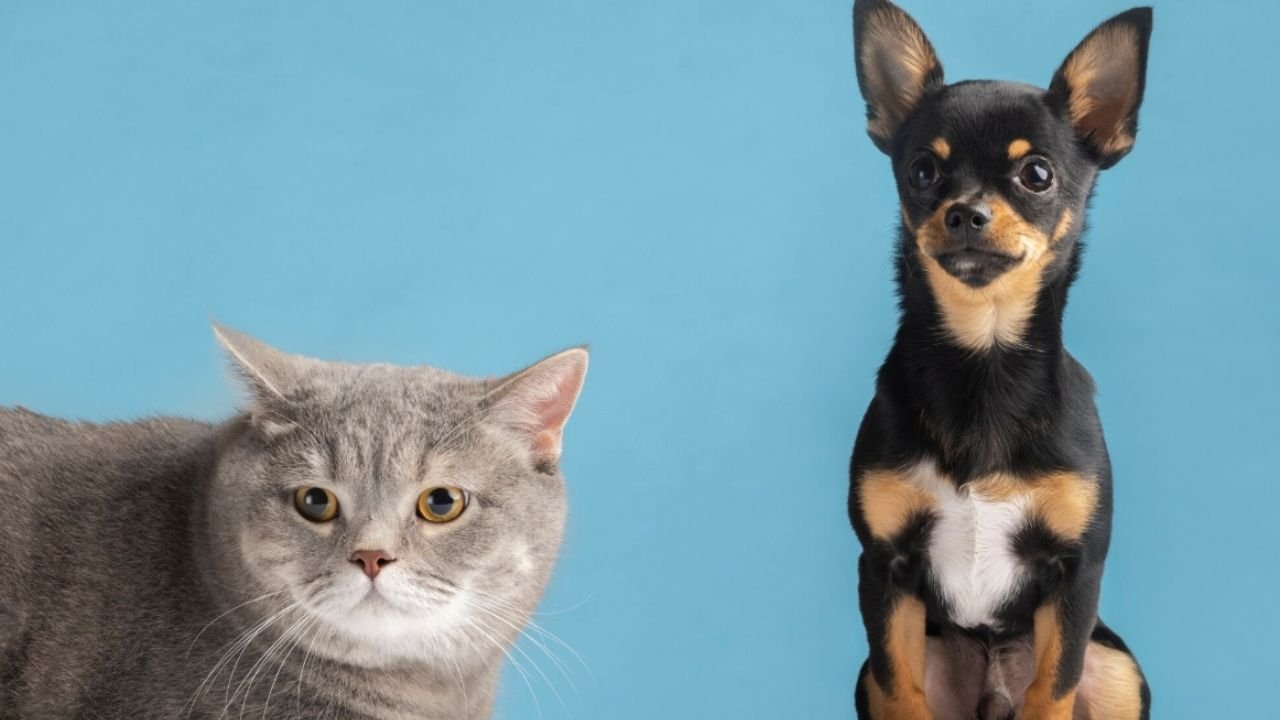 Viagem internacional para os Estados Unidos exige planejamento diferente para cães e gatos; saiba regras e prazos
