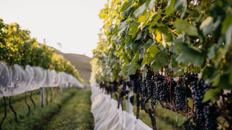 Vinhos de altitude destacam a Serra Catarinense no enoturismo